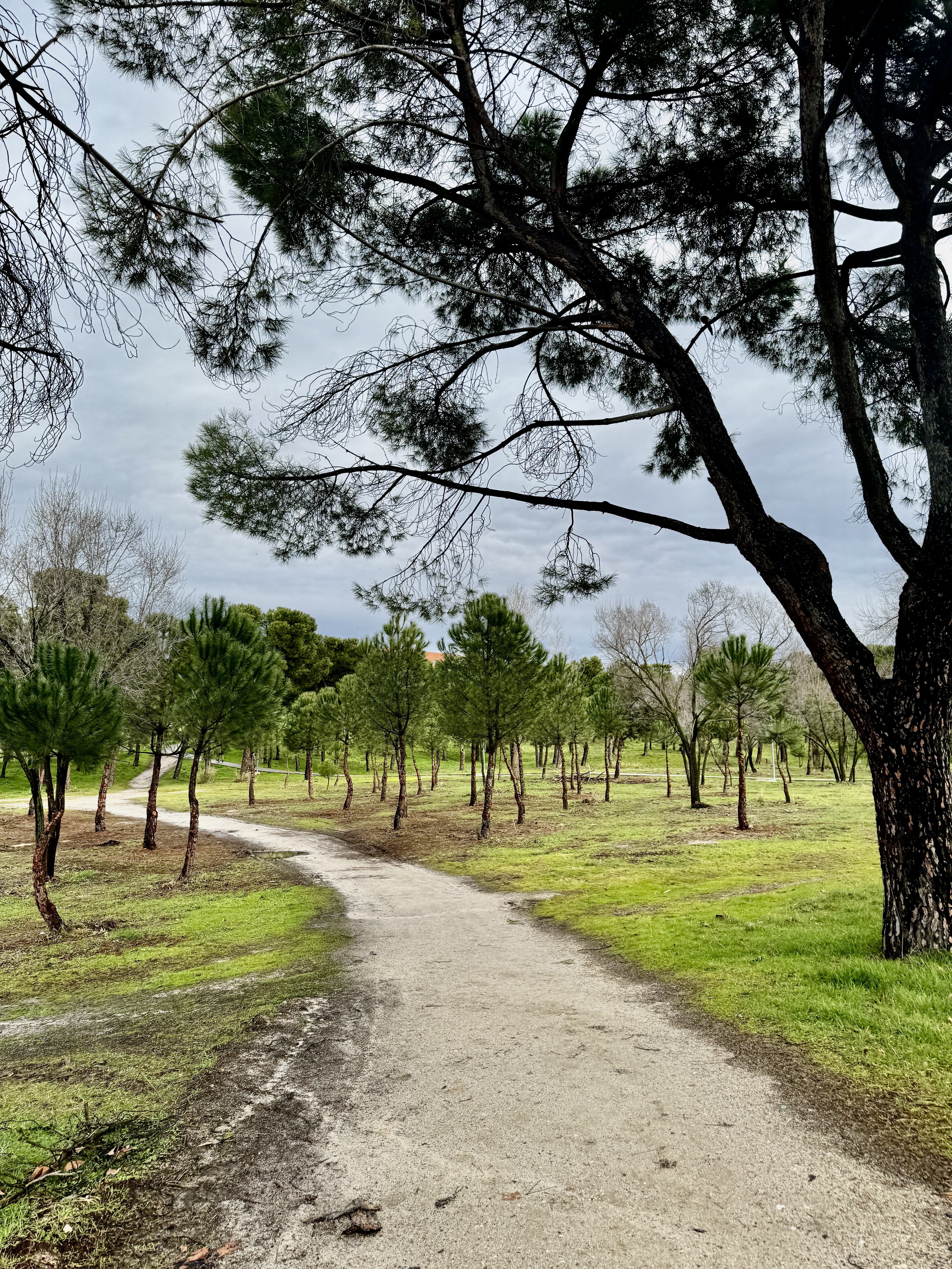 Morning light filtering through trees in Retiro Park, Madrid.