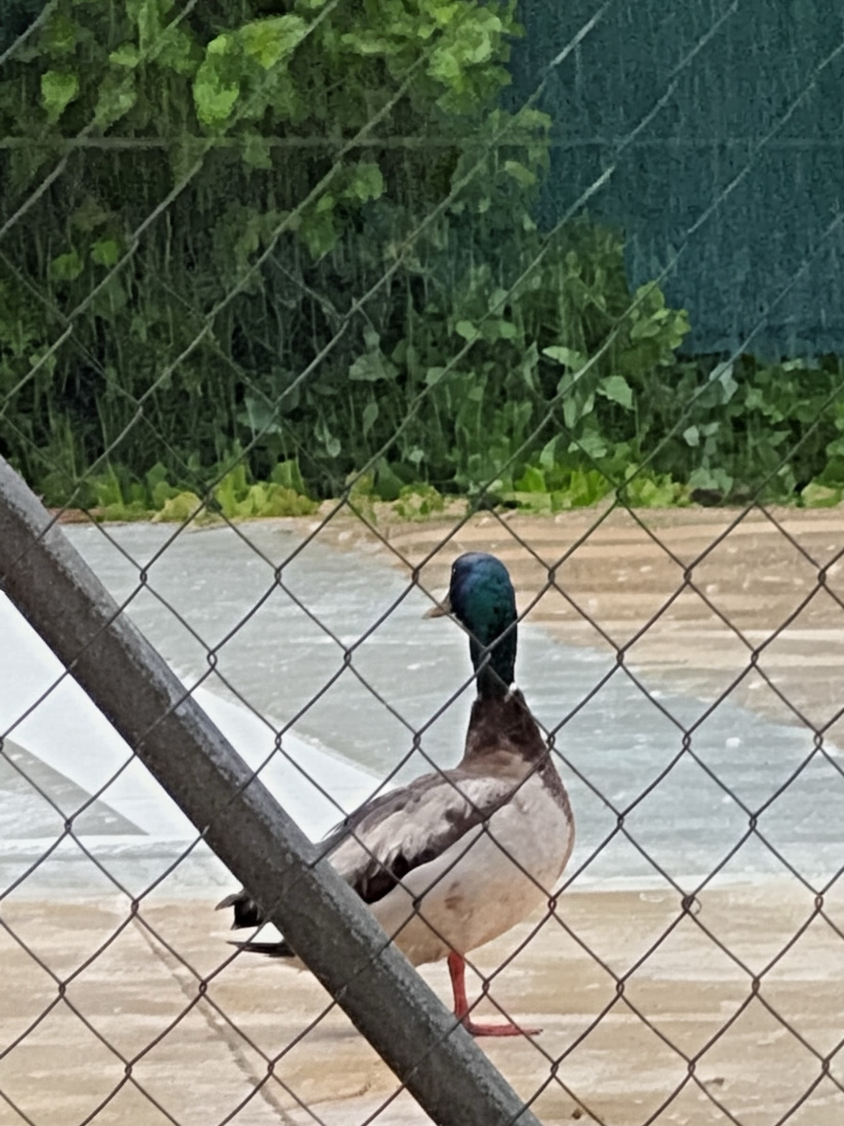 Male mallard duck behind a chain-link fence in an urban park in Madrid.