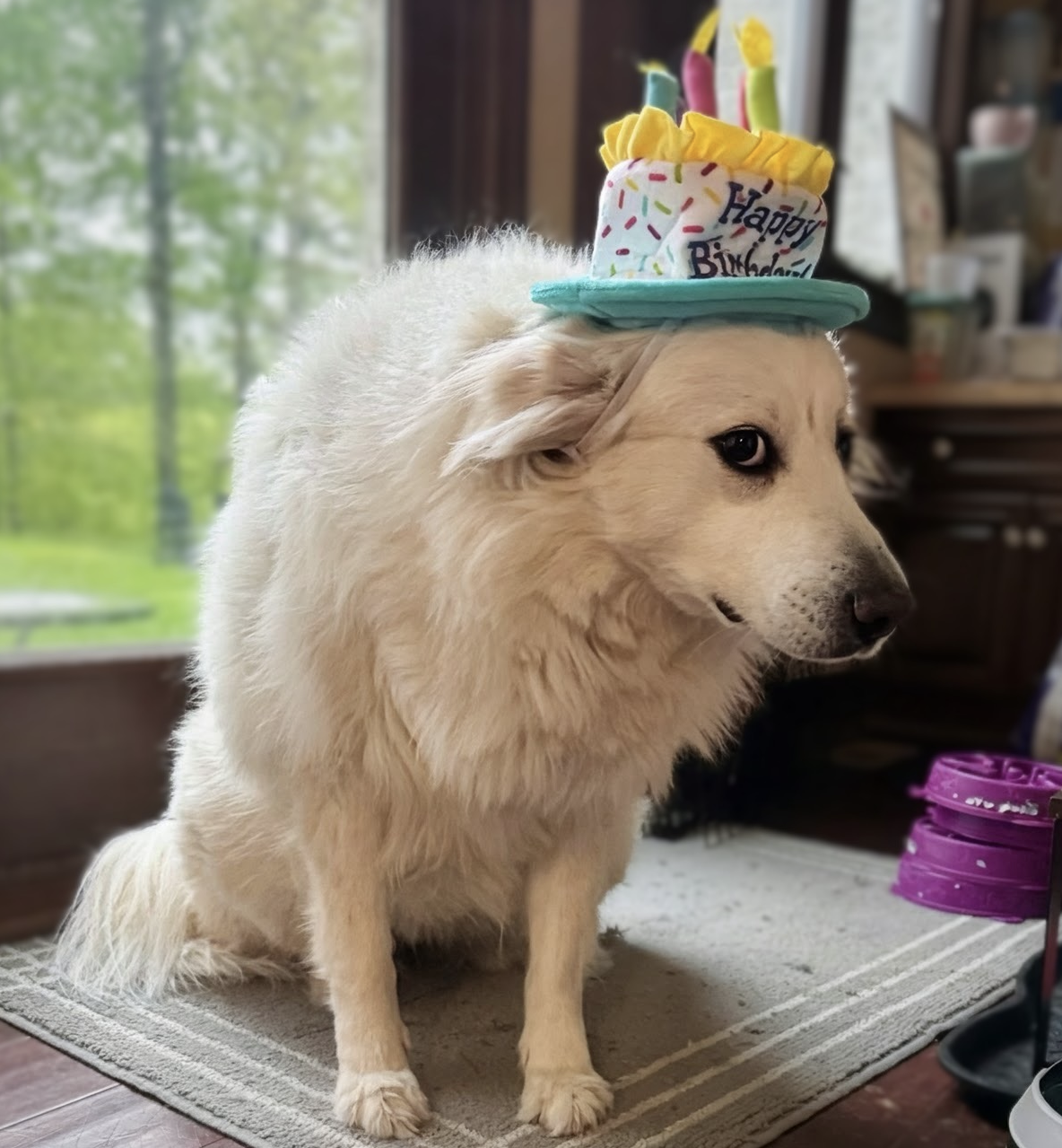 Nova the Great Pyrenees mix wearing a birthday hat for her 7th birthday at home.